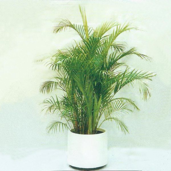 植物租售-P003 散尾葵