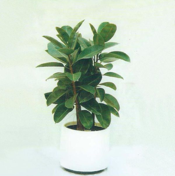 植物租售-P006橡樹