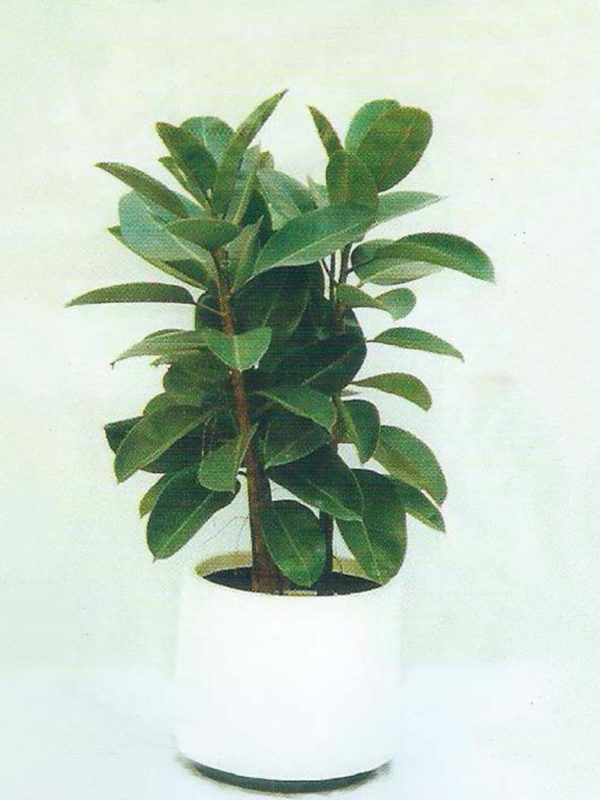 植物租售-P006橡樹