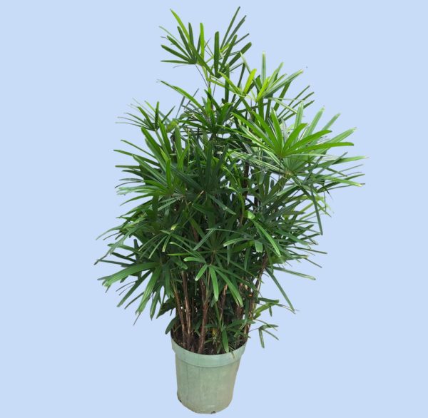 植物租售-P007-1棕竹