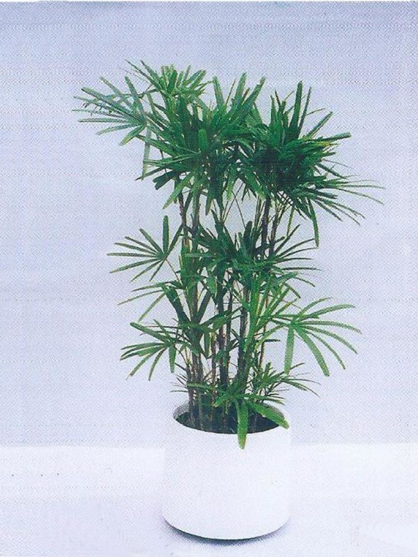 植物租售-P007 棕竹
