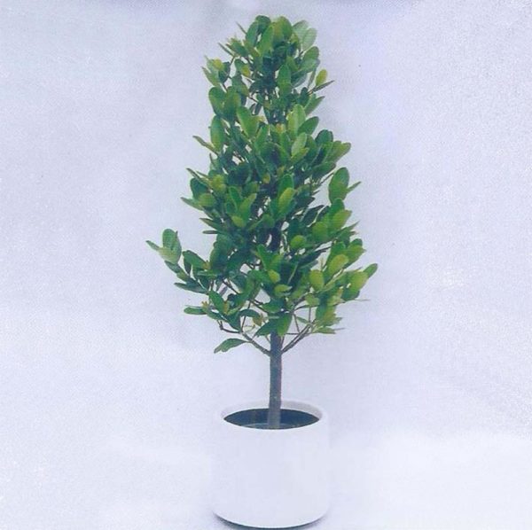 植物租售-P008福木