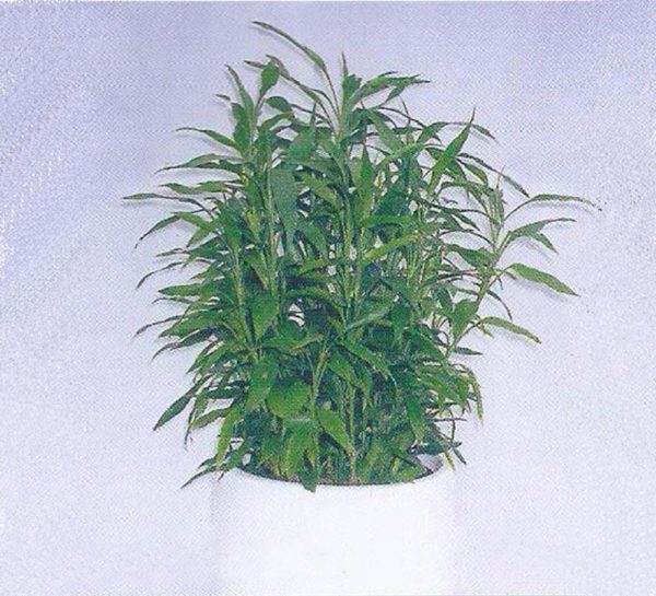 植物租售-P009富貴竹