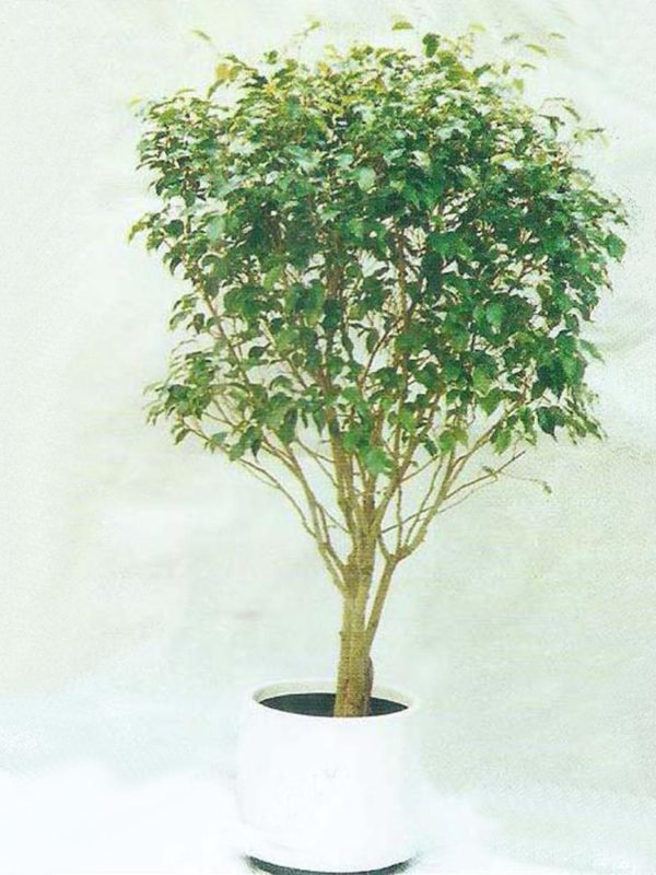 植物租售-P011台灣榕樹