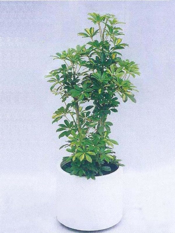 植物租售-P012花百葉