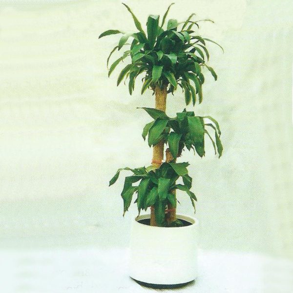 植物租售-P013三枝鐵