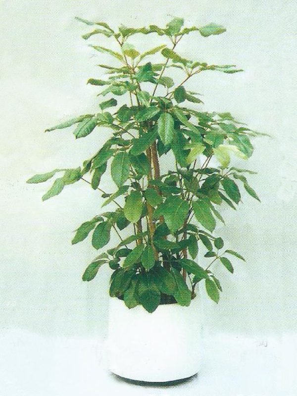 植物租售-P015遮樹