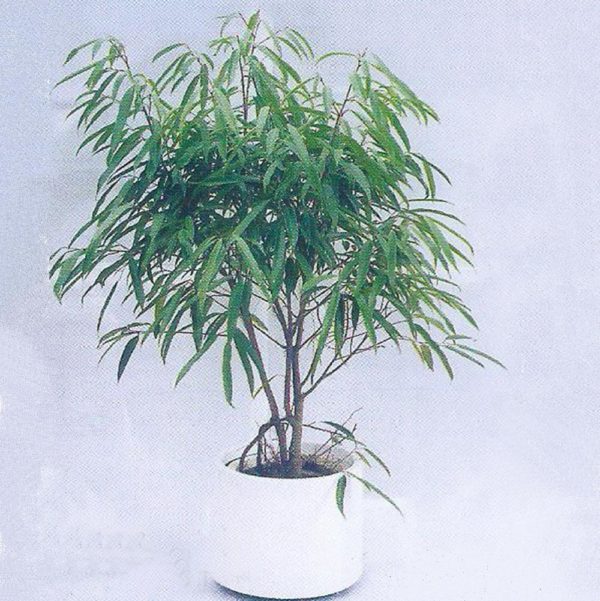 植物租售-P016尖葉榕
